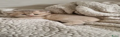 British Shorthair 4