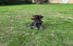 German Wirehaired Pointer dogs for sale: Male GWP pup  - Image 1