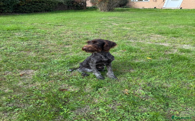 German Wirehaired Pointer dogs - Advert 1