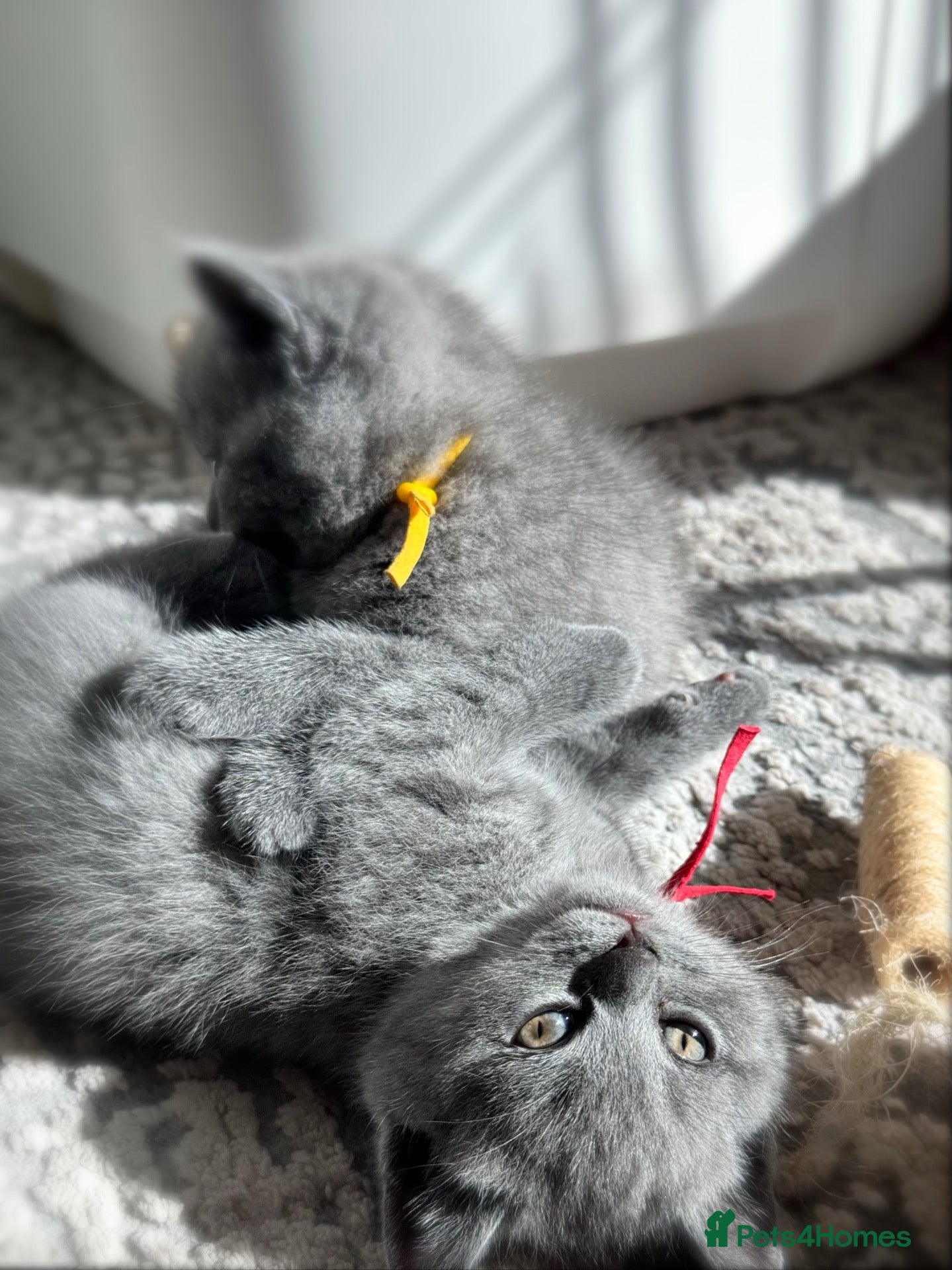 British Shorthair cats Gorgeous British Shorthair Kittens 🐾 - Advert 2