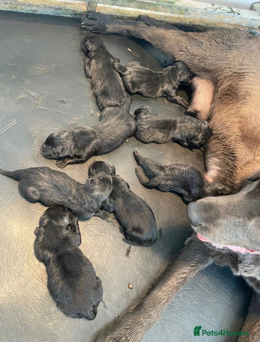 Mixed Breed dogs for sale: Bernese mountain dog x Labrador Puppys  - Advert 1