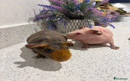 Guinea Pig rodents for sale: X2 one year old super cute skinny pigs  - Image 7