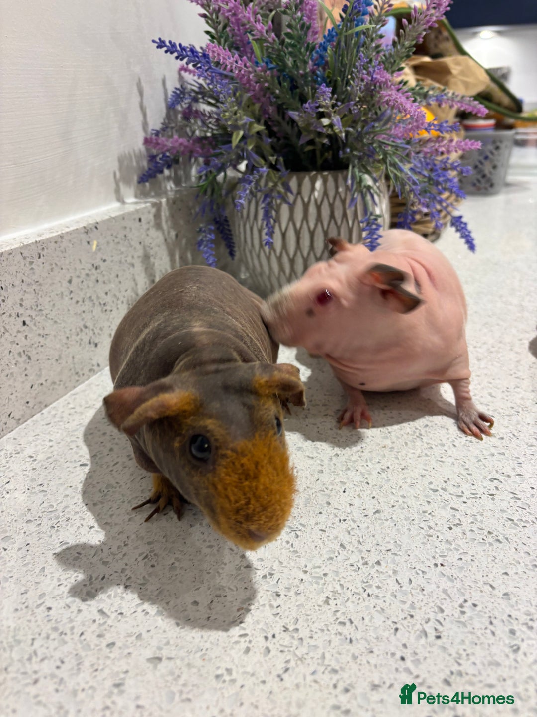 Guinea Pig rodents for sale: X2 one year old super cute skinny pigs  - Image 7