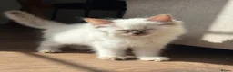 Ragdoll cats for sale: Ragdoll GCCF registered kittens - 9 weeks old - Advert 4