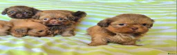 Shih Tzu dogs for sale: KC Registered Chocolate Imperial Shih Tzu Puppies - Advert 4