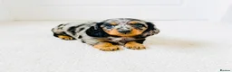Miniature Dachshund dogs for sale: Quality Miniature Dachshund puppies - Advert 10