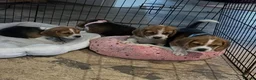 Beagle dogs for sale: Beagle ( foot beagles ) - Advert 3