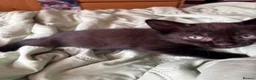 Mixed Breed cats for sale: 3 Adorable kittens ready to leave very soon - Advert 15