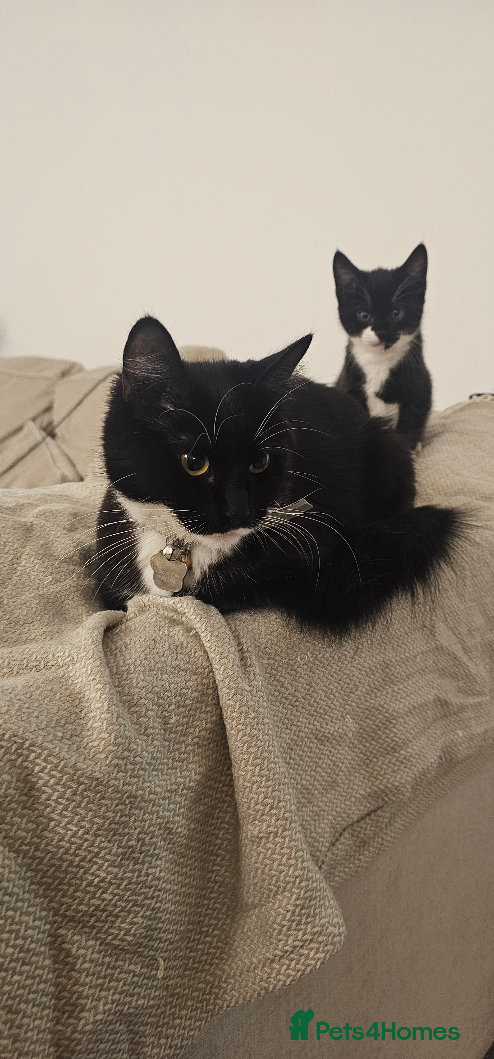 Mixed Breed cats Bundle of love 2 x beautiful kitties - Advert 1