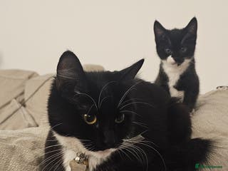 Mixed Breed cats Bundle of love 2 x beautiful kitties - Advert 5