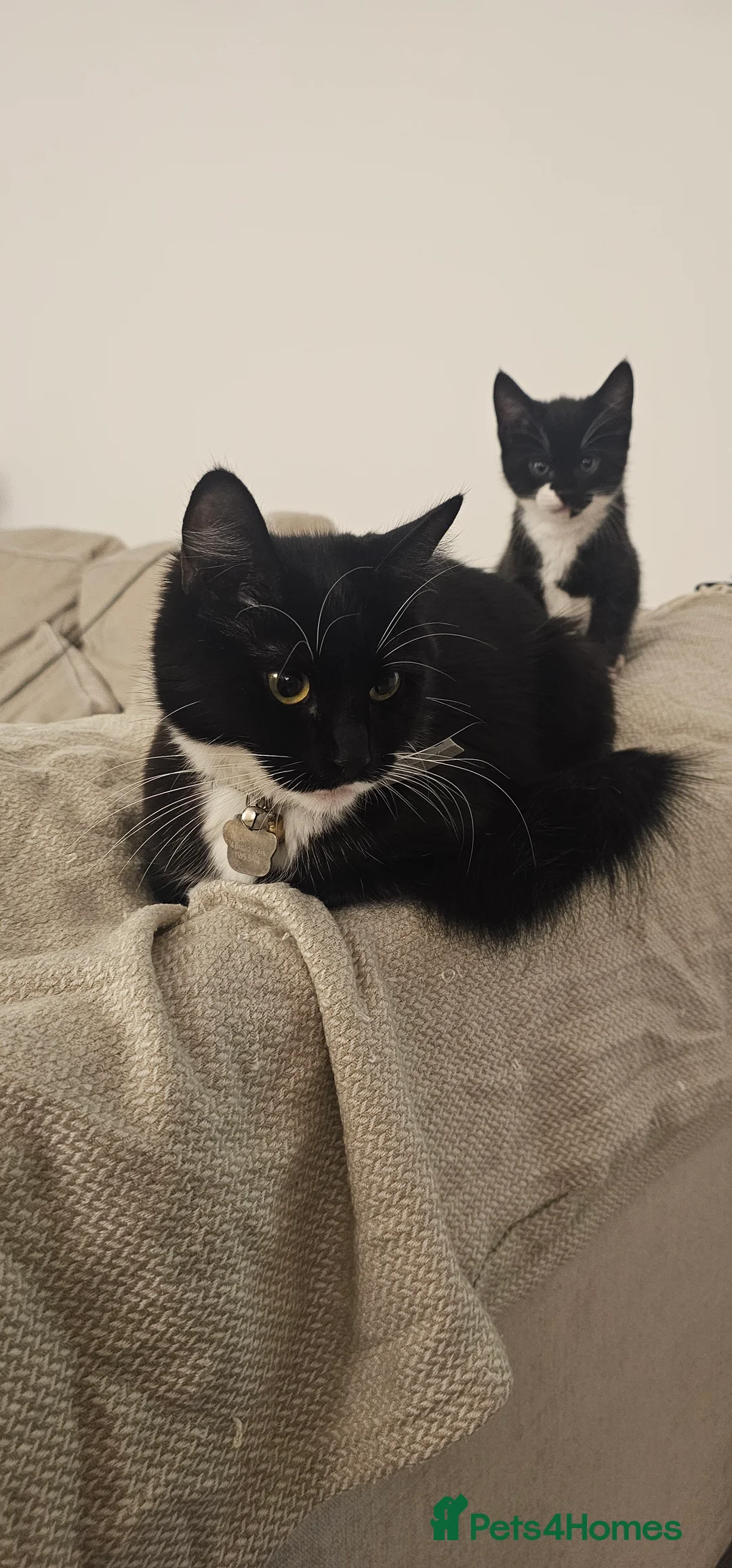 Mixed Breed cats for sale: Bundle of love 2 x beautiful kitties - Advert 1