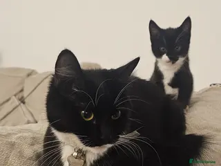 Mixed Breed cats Bundle of love 2 x beautiful kitties - Advert 6