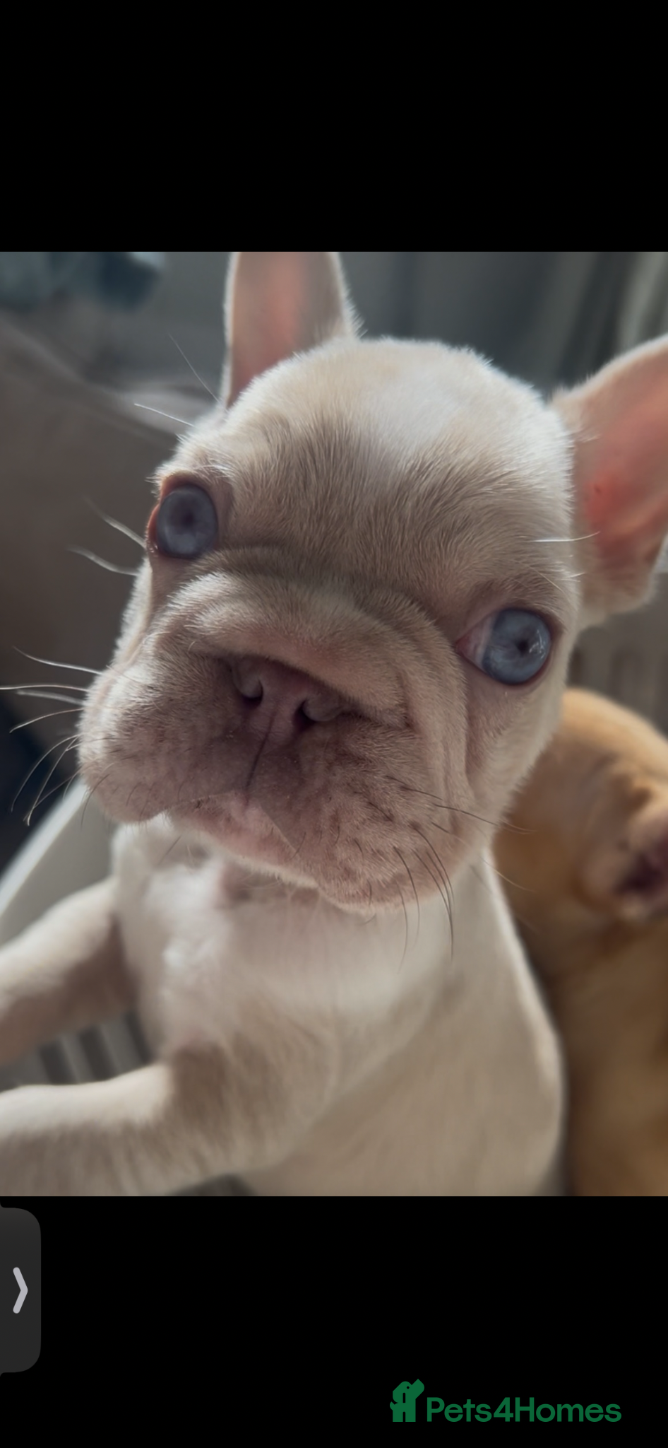 French Bulldog dogs French bulldog puppy male - Advert 9