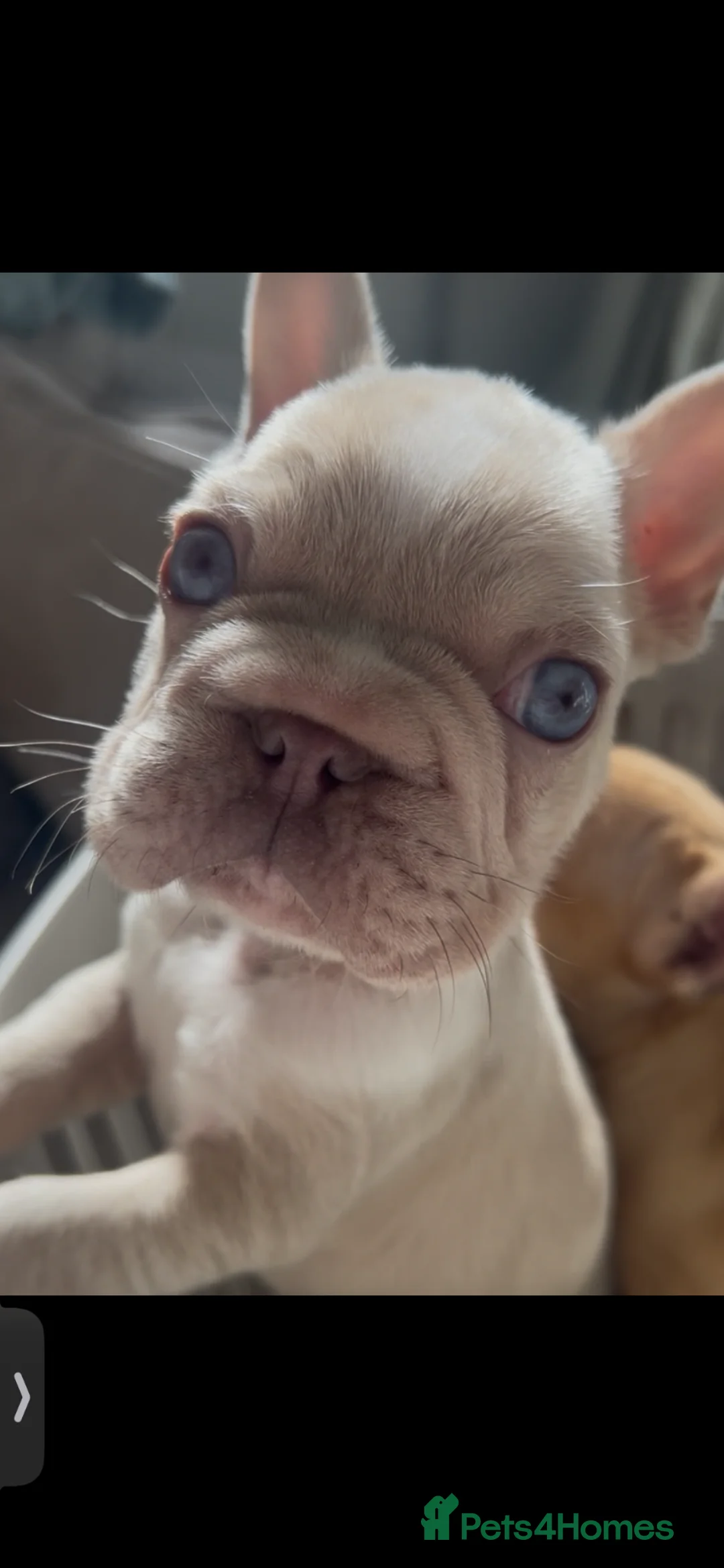 French Bulldog dogs for sale: French bulldog puppy male - Advert 1