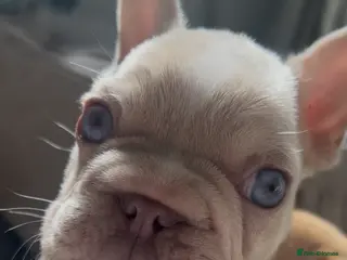 French Bulldog dogs French bulldog puppy male - Advert 9