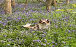 Border Collie dogs for stud: PROVEN STUD AVAILABLE (KC REG) - Image 3