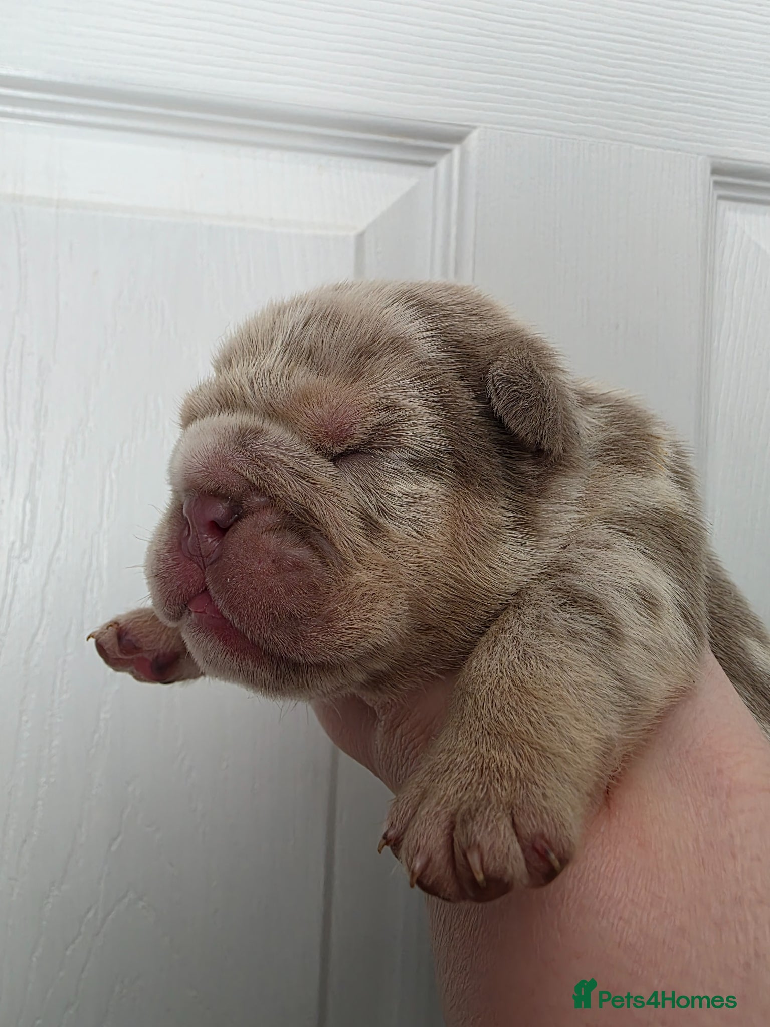 English Bulldog dogs Kc british bulldog pups - Advert 13