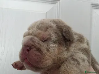 English Bulldog dogs Kc british bulldog pups - Advert 13