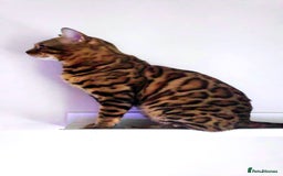 Bengal cats for sale: 🔥 Outstanding Adult Bengal cats Come See 😺 🐾 - Image 19