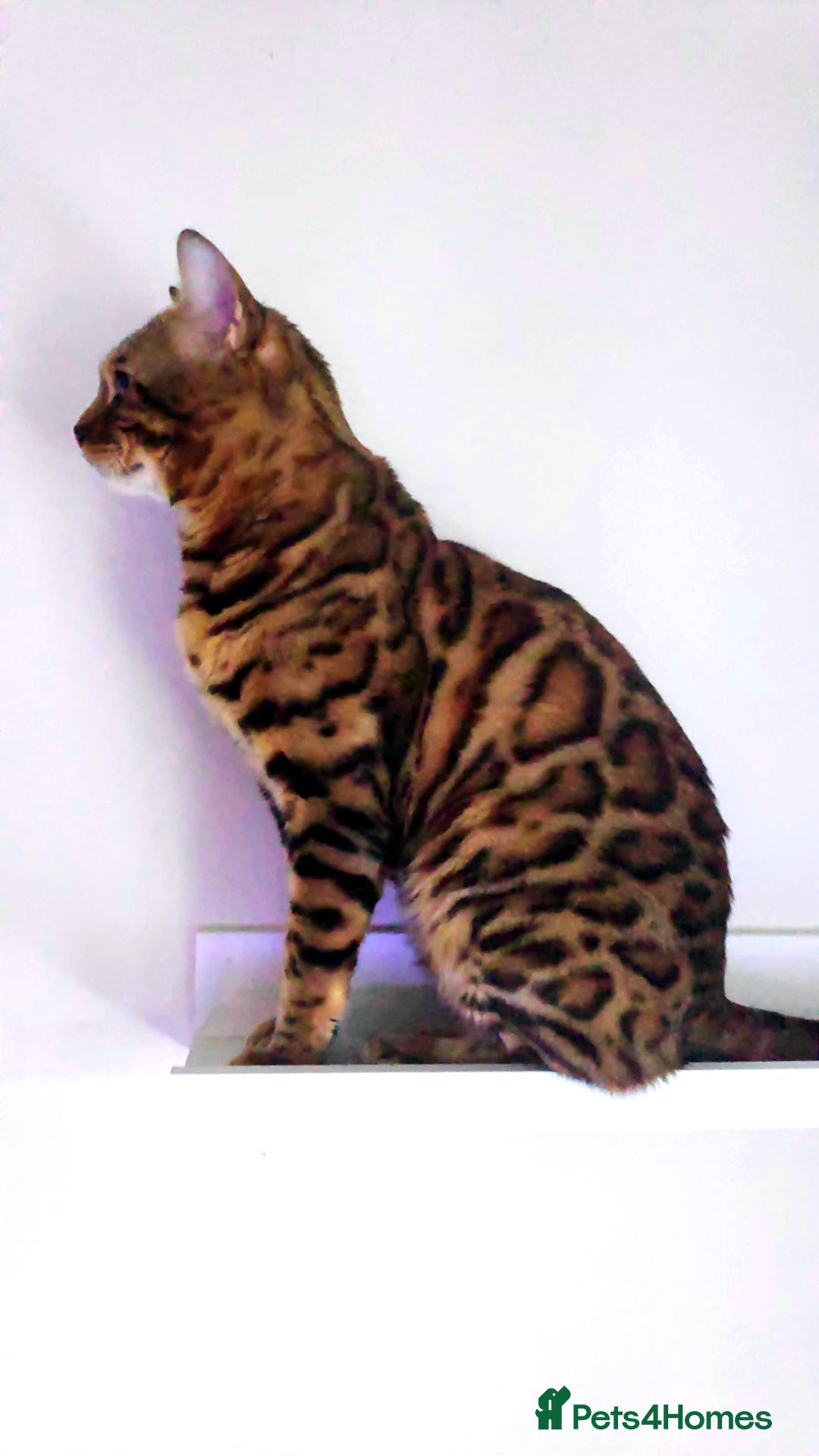 Bengal cats for sale: 🔥 Outstanding Adult Bengal cats Come See 😺 🐾 - Image 19