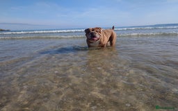 English Bulldog dogs for sale: Beautiful chunky English bulldog 3 yrs old  - Image 7