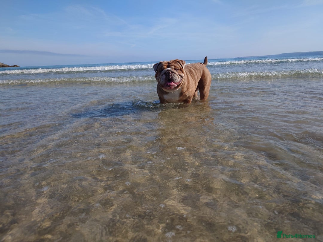 English Bulldog dogs for sale: Beautiful chunky English bulldog 3 yrs old  - Image 7