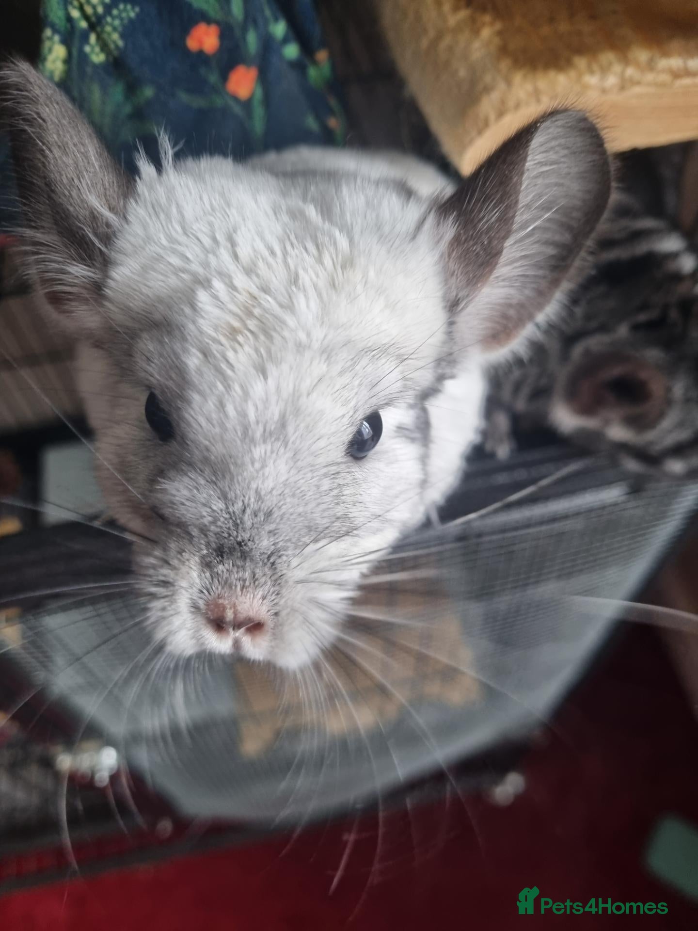 Chinchilla rodents for sale: Female chinchillas - Advert 1
