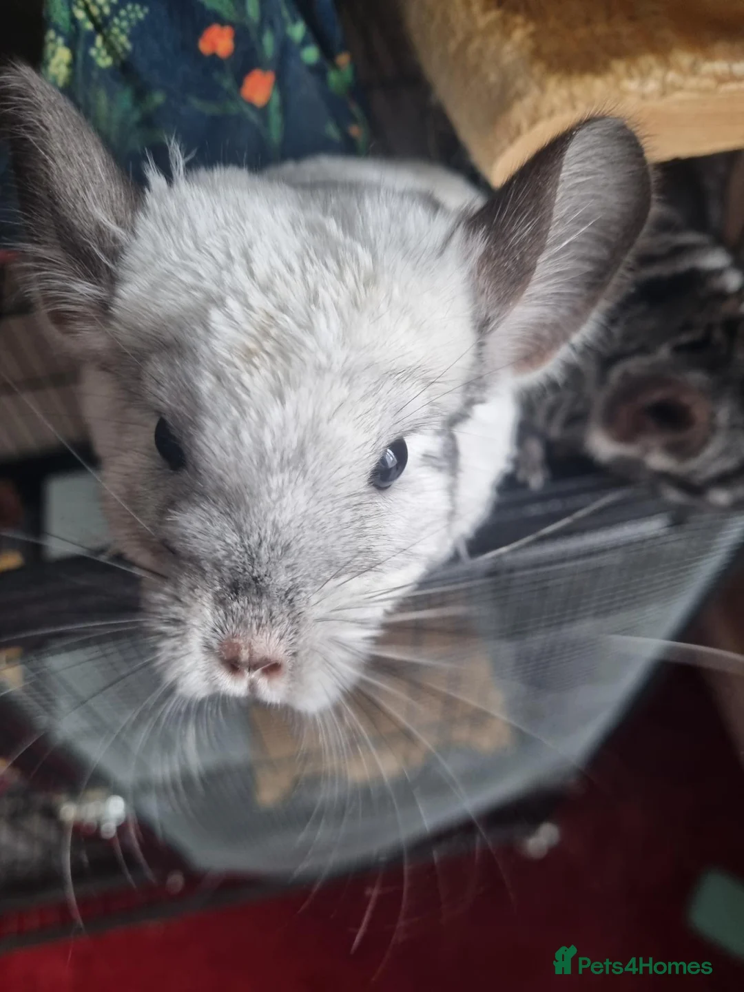 Chinchilla rodents for sale: Female chinchillas - Advert 1