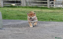 Japanese Shiba Inu dogs for sale: Multi Champion bloodline Shiba Inu pups for sale - Image 21