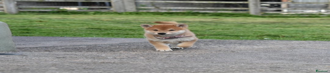Japanese Shiba Inu Puppy 6