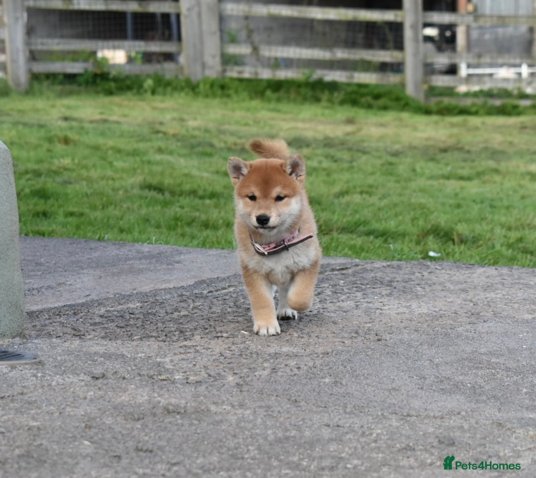 Japanese Shiba Inu dogs for sale: Multi Champion bloodline Shiba Inu pups for sale - Image 21
