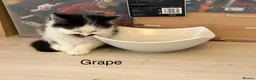 Mixed Breed cats for sale: Bobtail and Ragdoll mixed - Advert 34