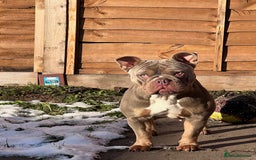 American Bully dogs for sale: Pocket bully for sale  - Image 3