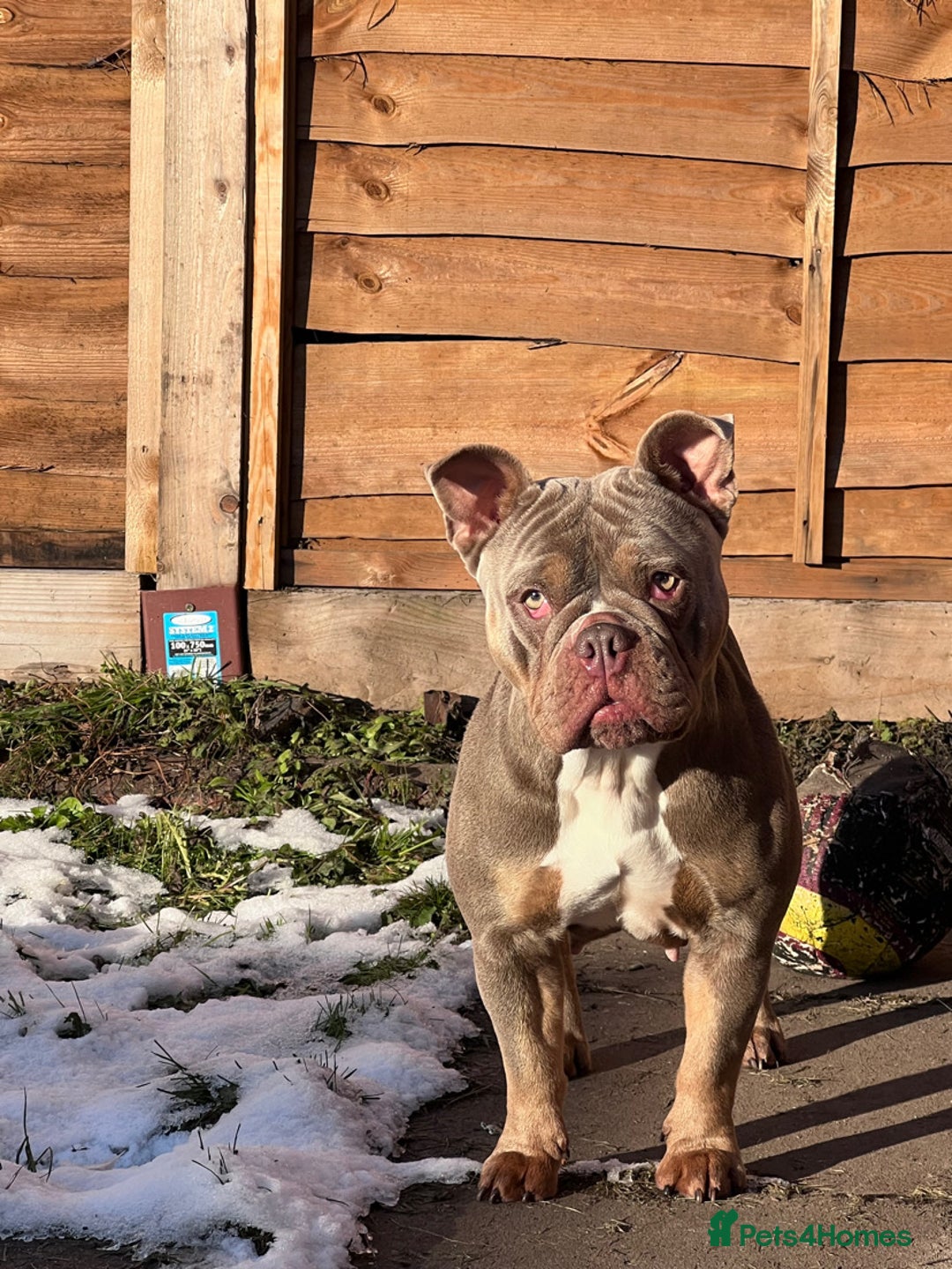 American Bully dogs for sale: Pocket bully for sale  - Image 3