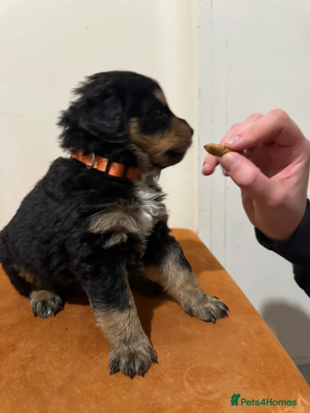 Mixed Breed dogs for sale: Rottweiler cross puppies - Advert 19