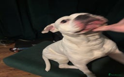 American Bulldog dogs for stud: Classic American bull 🇺🇸  - Image 16