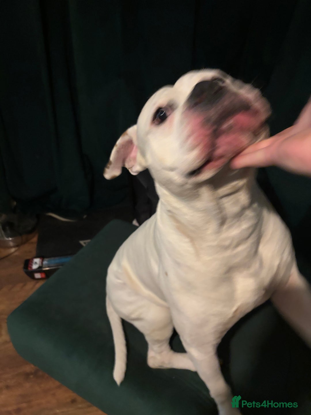 American Bulldog dogs for stud: Classic American bull 🇺🇸  - Image 16