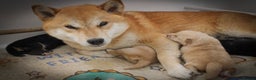 Japanese Shiba Inu dogs for sale: Outstanding quality two girls available. - Advert 19