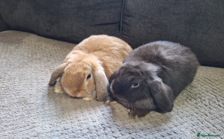 Mini Lop rabbits - Advert 1