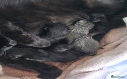 Mixed Breed cats for sale: Kittens  - Image 5