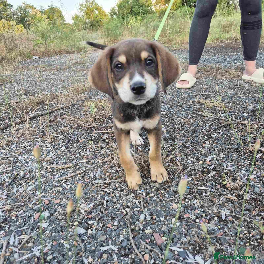 Mixed Breed dogs for adoption: Loving gentle Mike for adoption  - Image 6