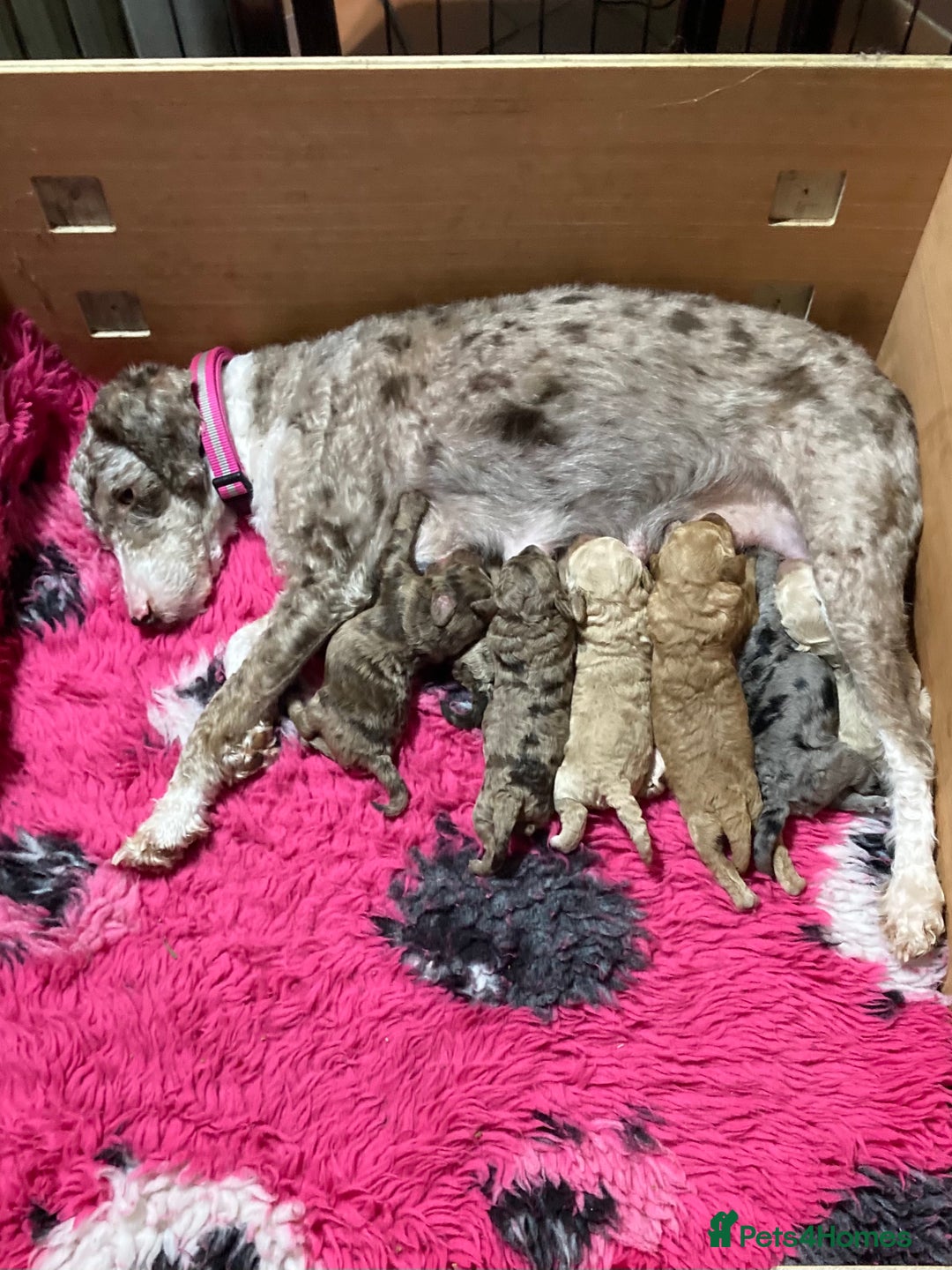 Bordoodle dogs for sale:  Beautiful Bordoodle Puppies inc Merle/Apricot - Advert 29