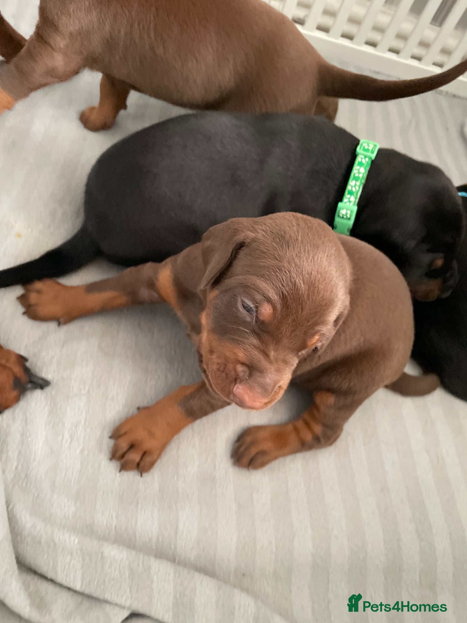 Dobermann dogs Doberman puppys for sale viewing available  - Advert 6