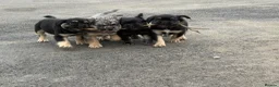French Bulldog dogs for sale: Fluffy French bulldogs - Advert 6