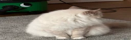 Ragdoll cats for sale: Beautiful 4yr old Blue Sealpoint Ragdoll - Advert 3