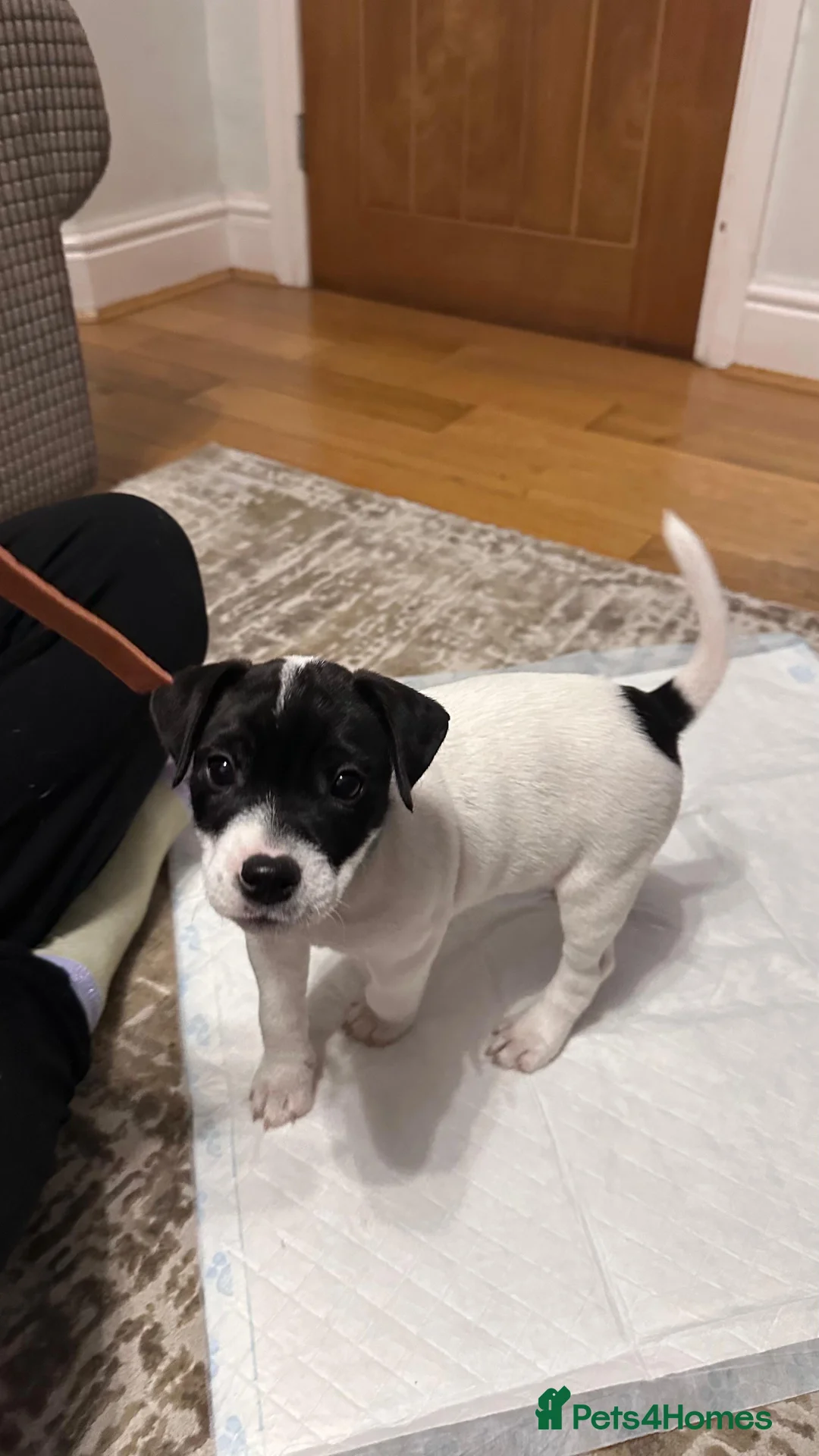 Parson Russell dogs for sale: Boy parsons terrier  - Advert 1