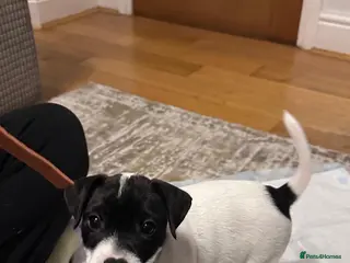 Parson Russell dogs Boy parsons terrier - Advert 17