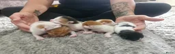 Mixed Breed cats for sale: 6 beautiful angels needing forever homes - Advert 5