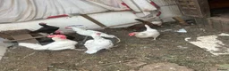 Mixed Breed poultry for sale: 8 chickens for sale in Nottingham - Advert 6