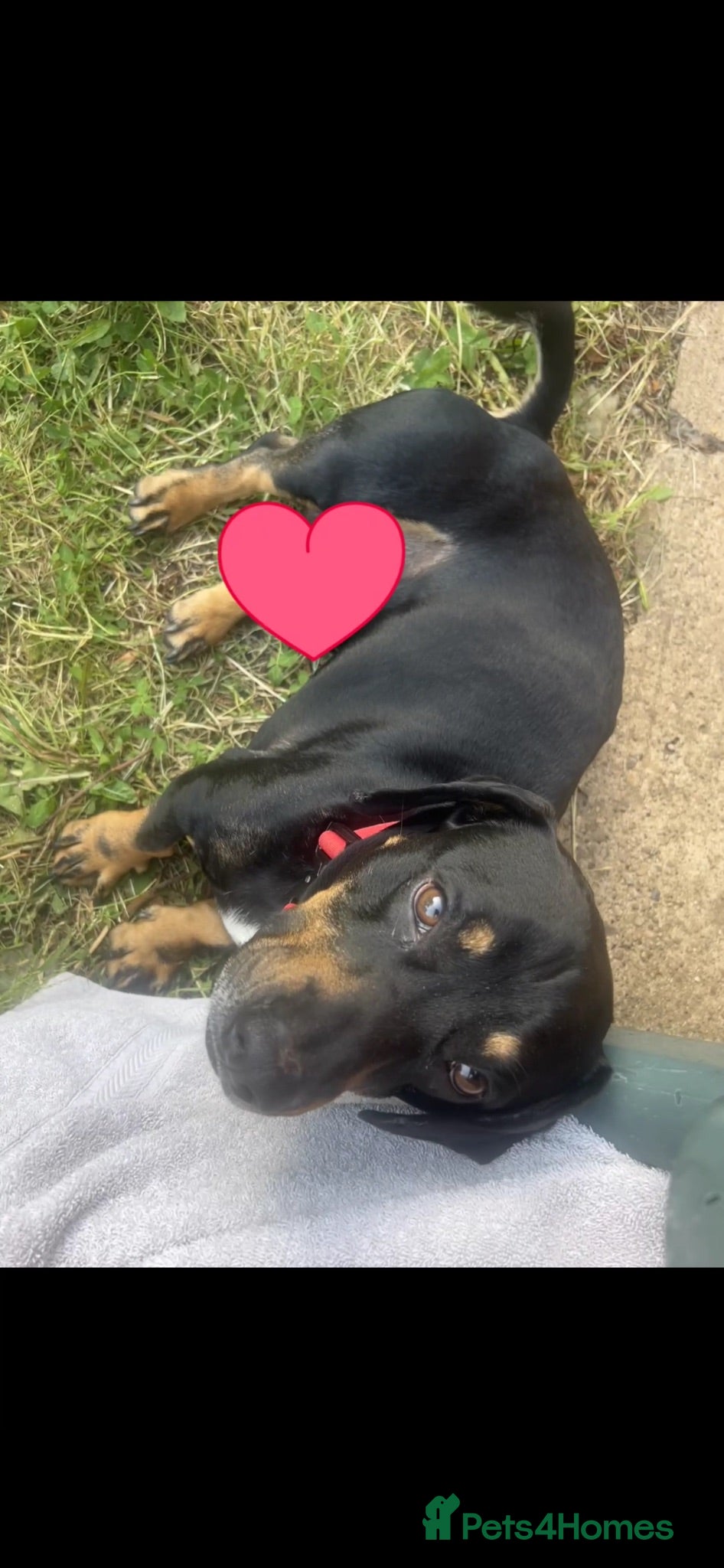 Mixed Breed dogs DaschundXRottweiler - Advert 1